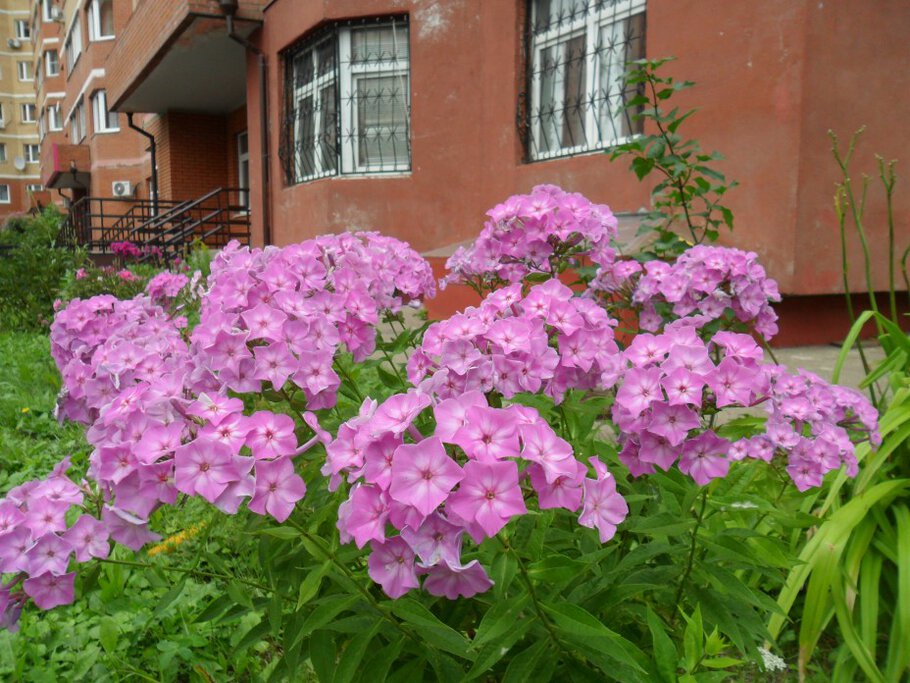 Картинки про Пышные и нарядные флоксы