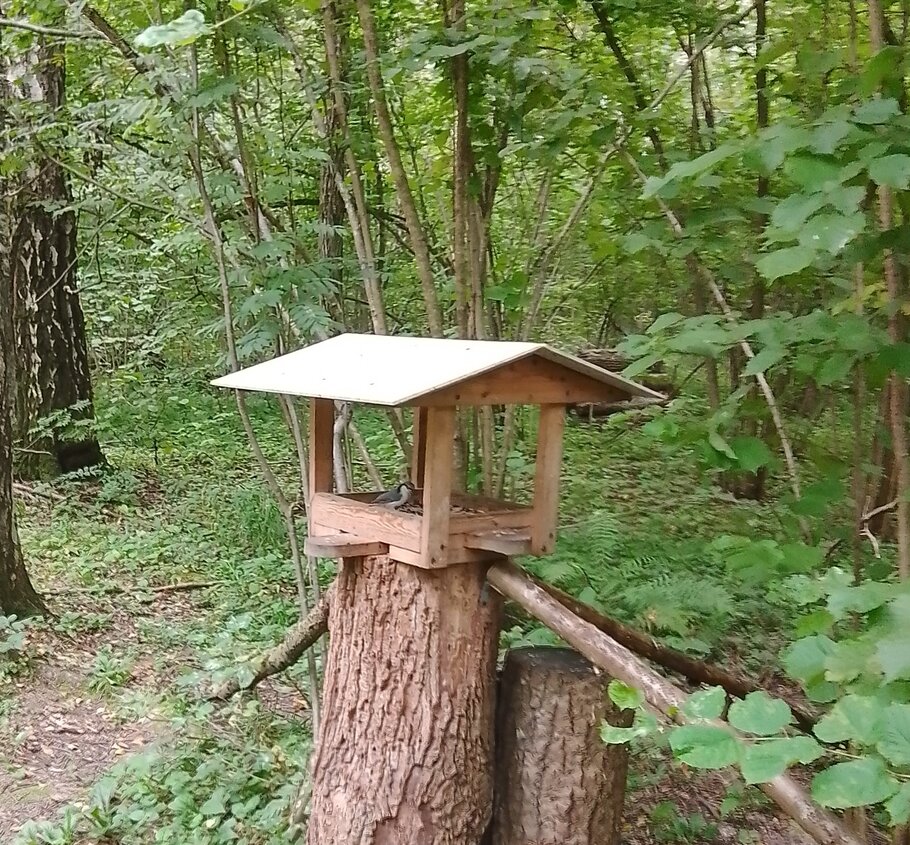 Фото Белка тихо орешки грызёт