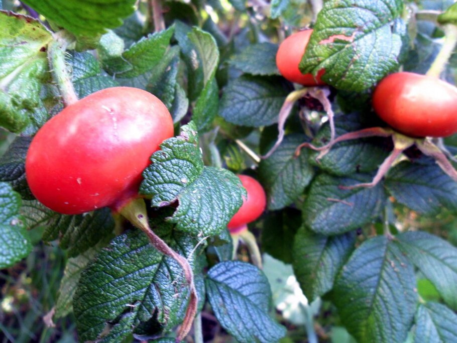 Фото про Душистые чайные розы