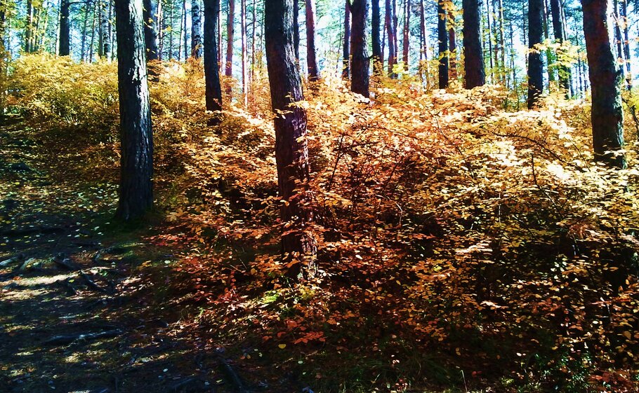 Фото Осенний уголок