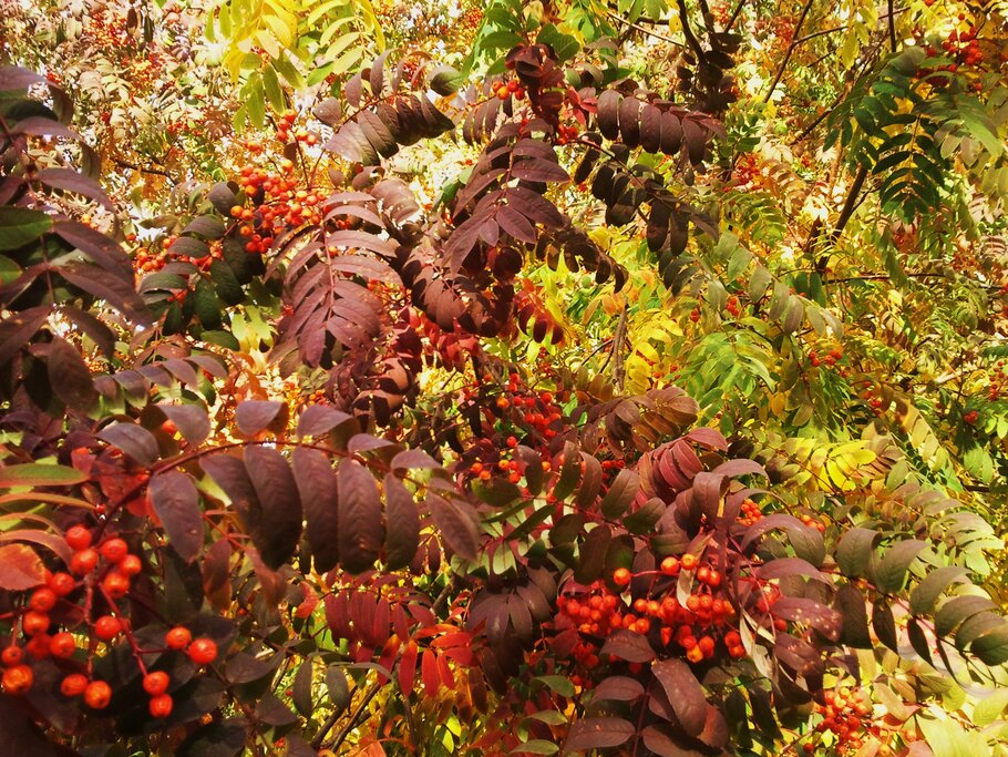 Фото В зарослях