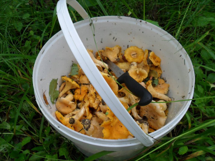 Фото про В Чеховском лесу,Часть-III