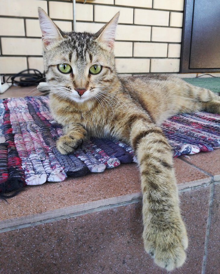 Фото Собрание кошек и котов