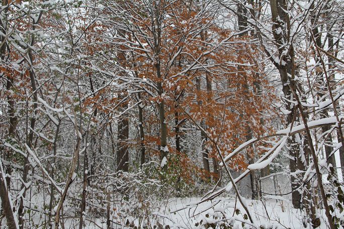 Фото про Морозный солнечный денёк