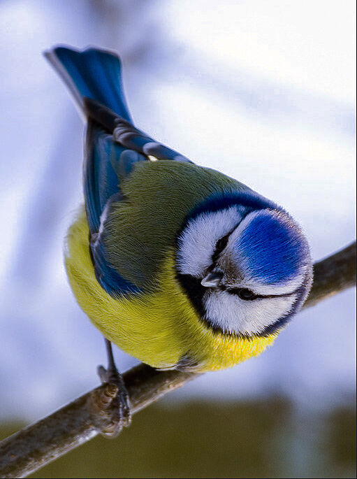 Птица с синей грудкой как называется фото и название