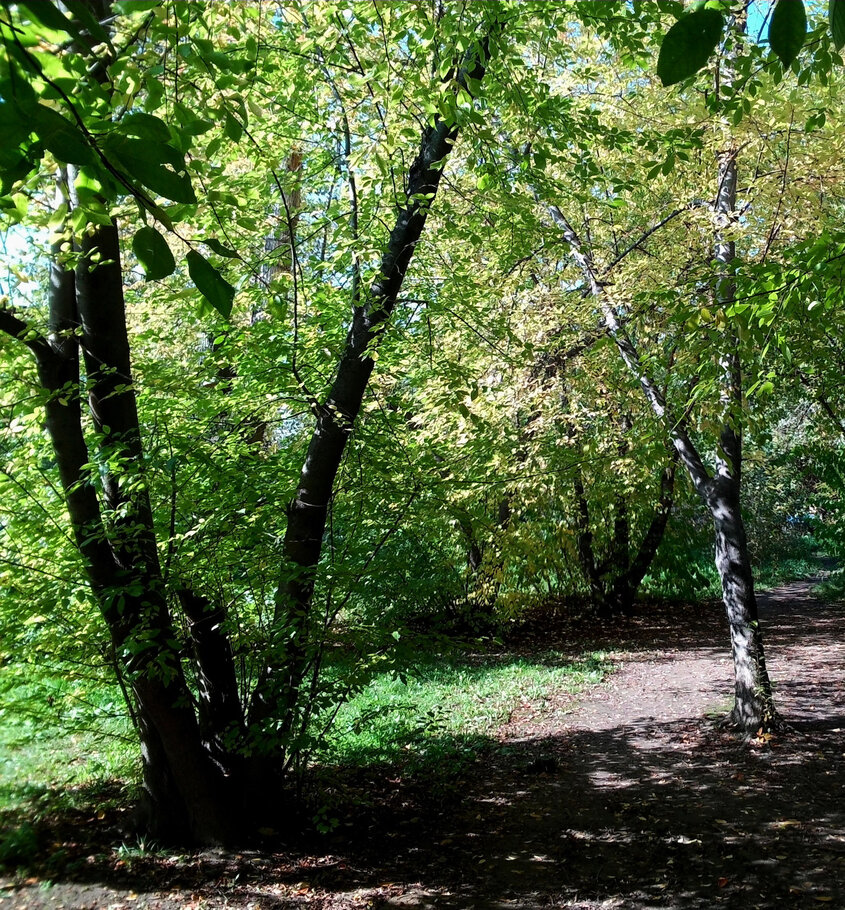 Фото В лесу в августе