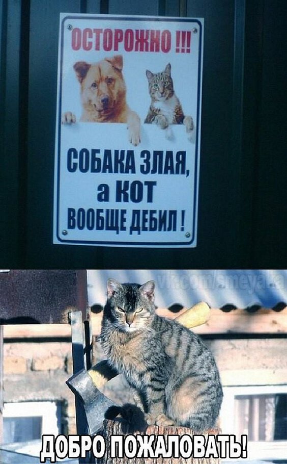 Картинки Собачка