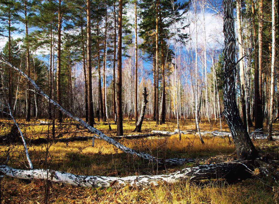 Картинки про Самый конец сентября,настала пора чернотропа