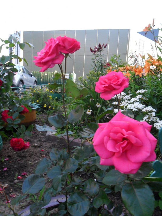 Фото Раскидистые душистые розы