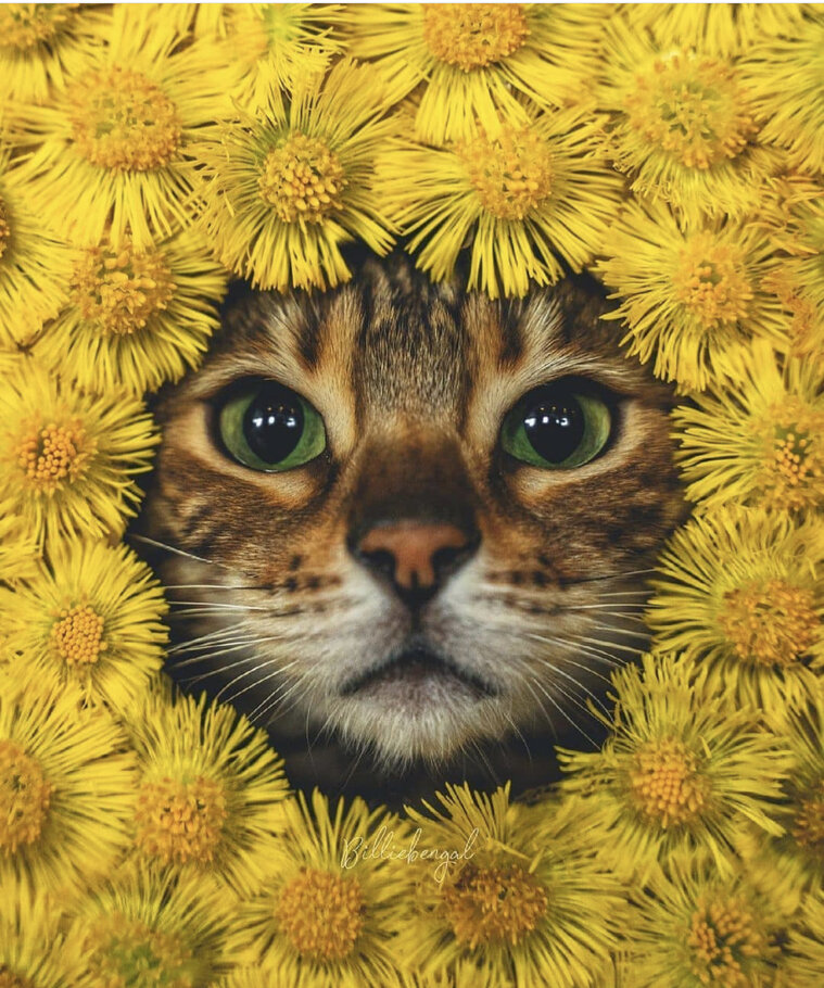 Картинки Обновление