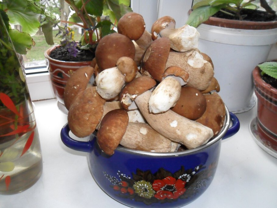 Картинки про В Чеховском лесу,Часть-III