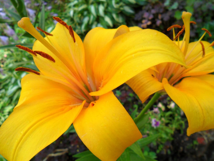 Фото Длинноцветковые,Трубчатые,Азиатские Лилии,часть-VII