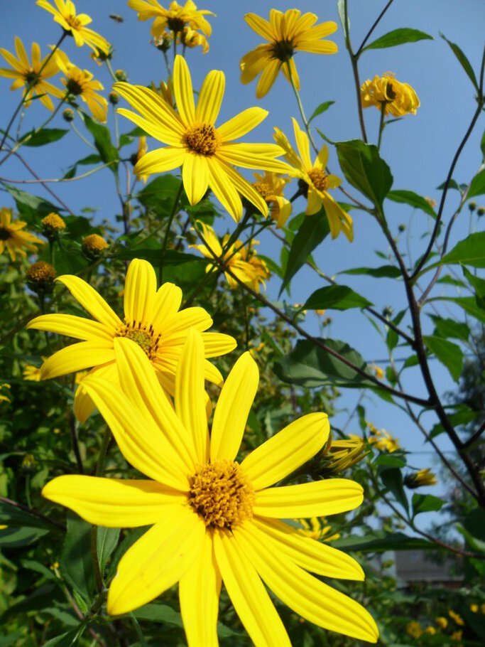Фото про Садовые ромашки - Die Gartenkamillen,часть-III