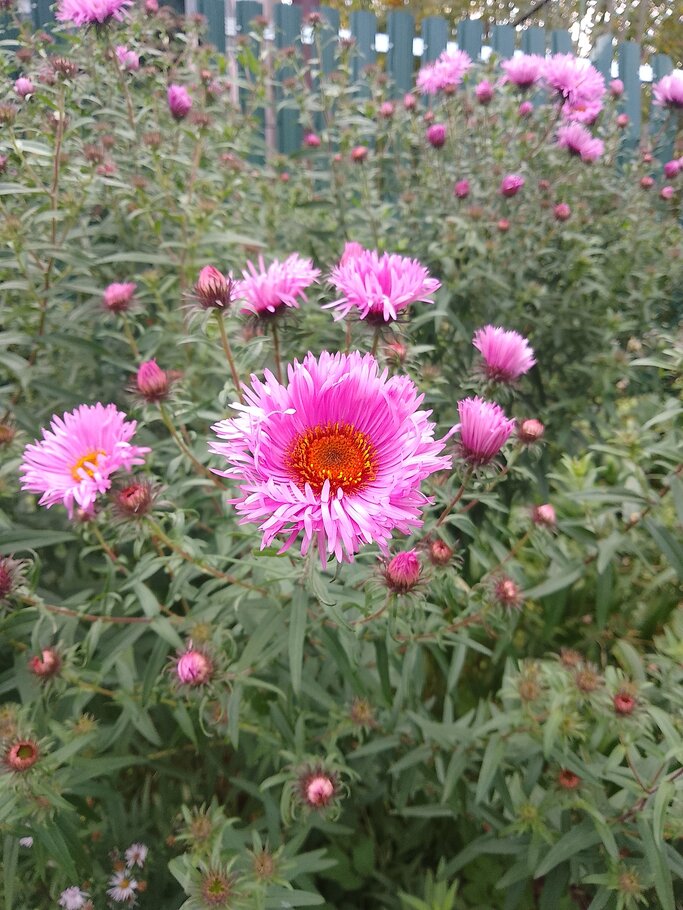 Картинки Красивеет Отеческий край