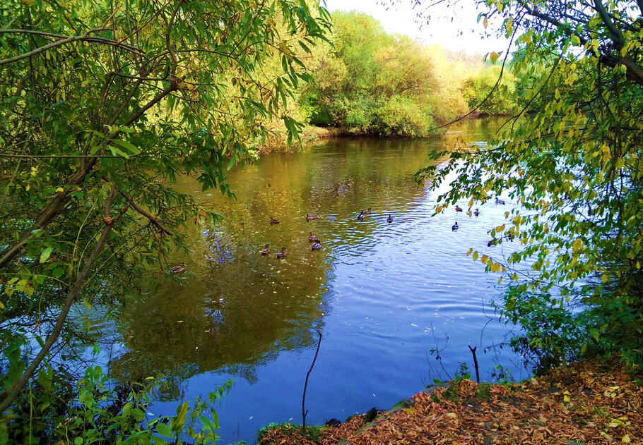 Фото Осенью у озерца