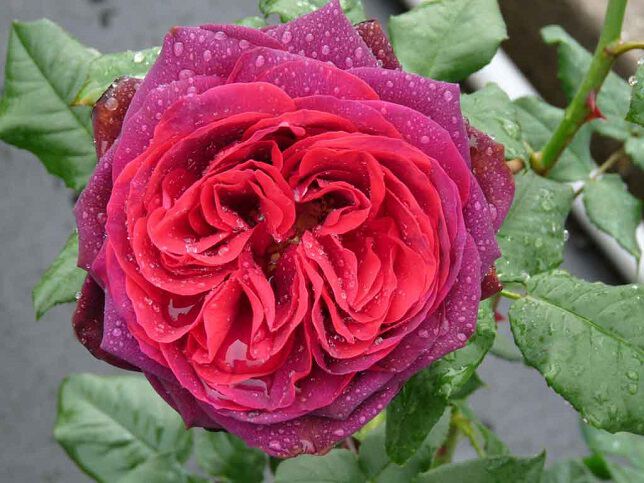 Фото Розы с клумб в Ореховой роще