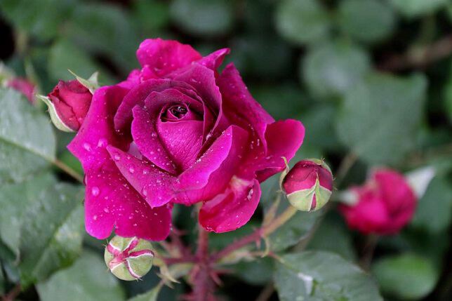 Фото про Розы с клумб в Ореховой роще