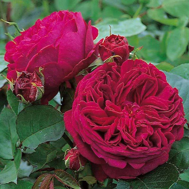 Картинки Розы с клумб в Ореховой роще