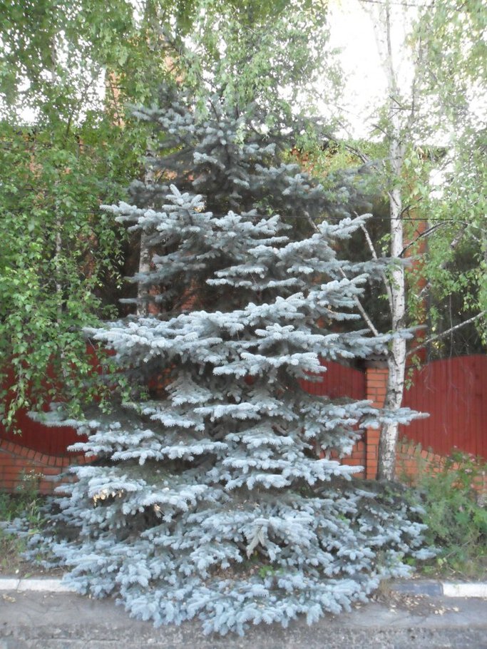 Картинки В Чеховском лесу,Часть-III