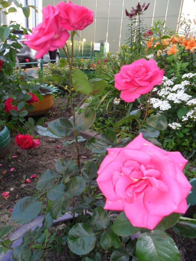 Картинки про Раскидистые душистые розы