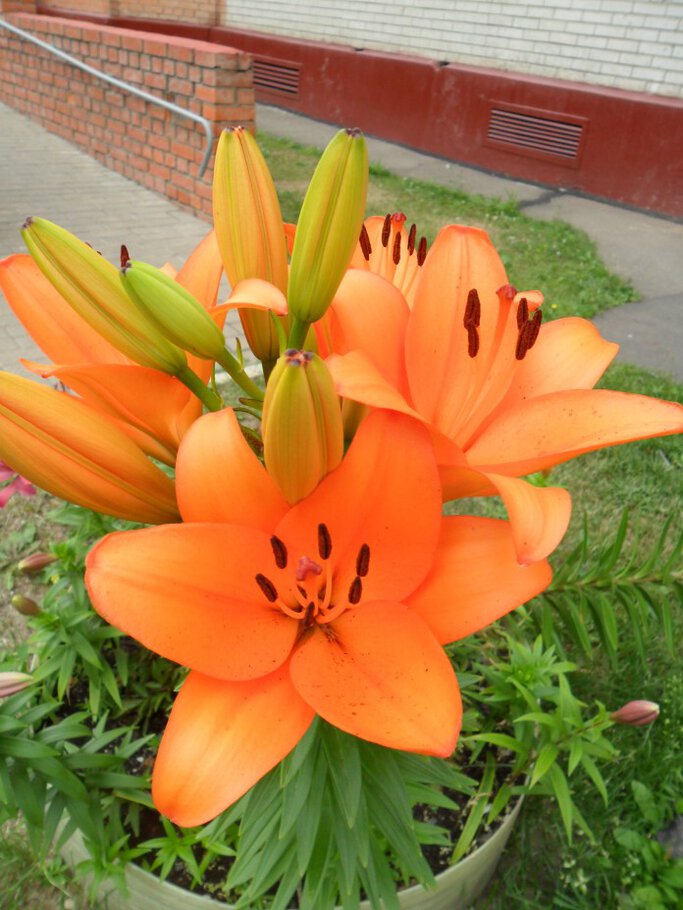 Картинки про Длинноцветковые,Трубчатые,Азиатские Лилии -часть -III