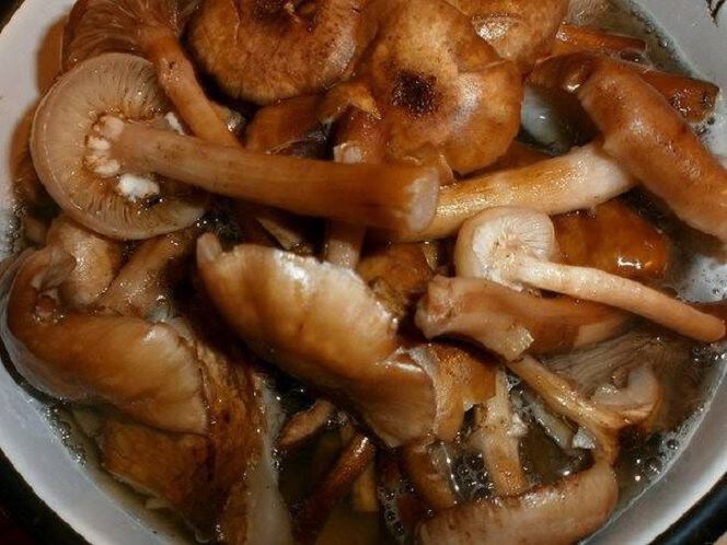 Фото Самый конец сентября,настала пора чернотропа