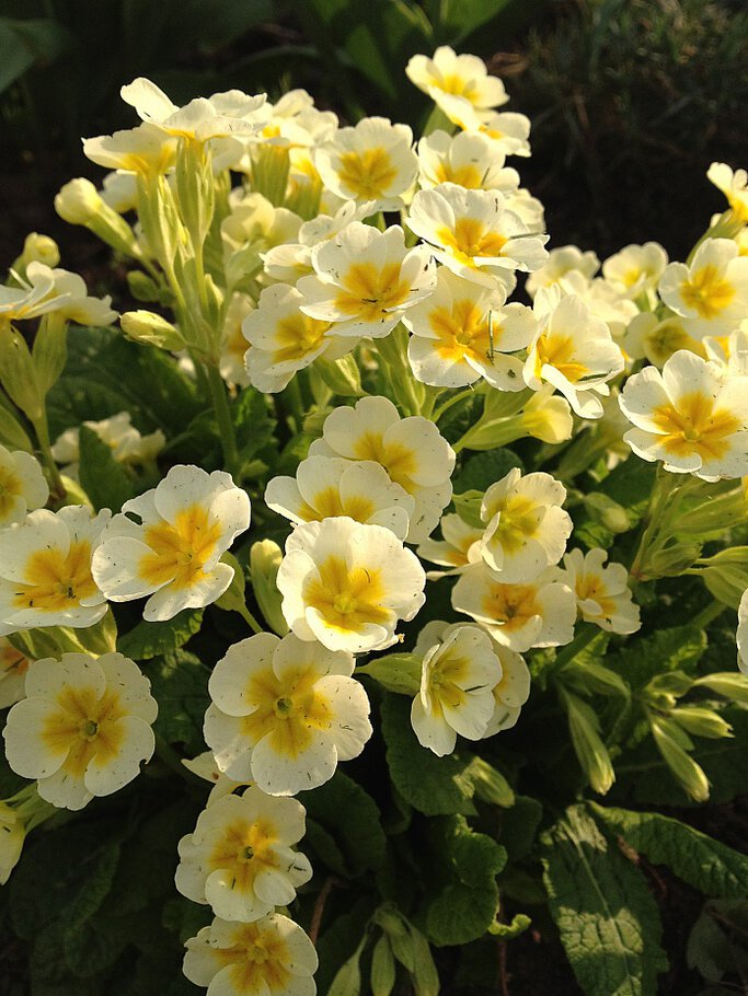 Фото У полянки