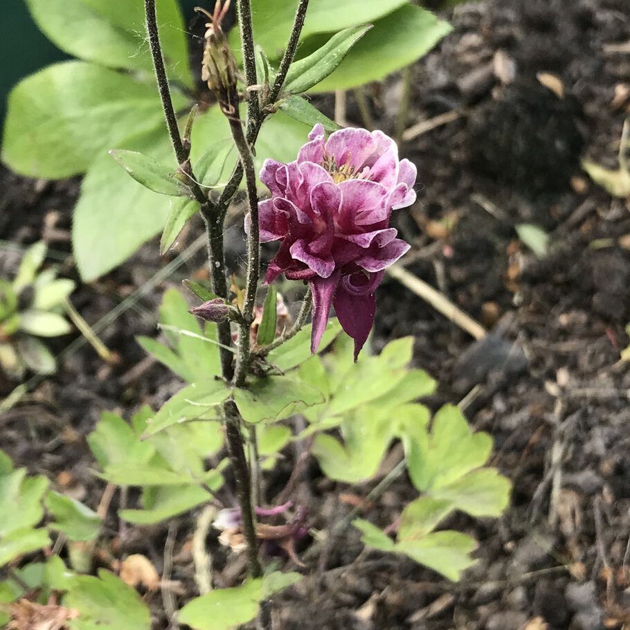 Фото Капли дождя