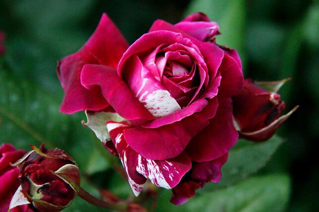 Фото Розы с клумб в Ореховой роще