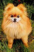 Картинки про Собачка