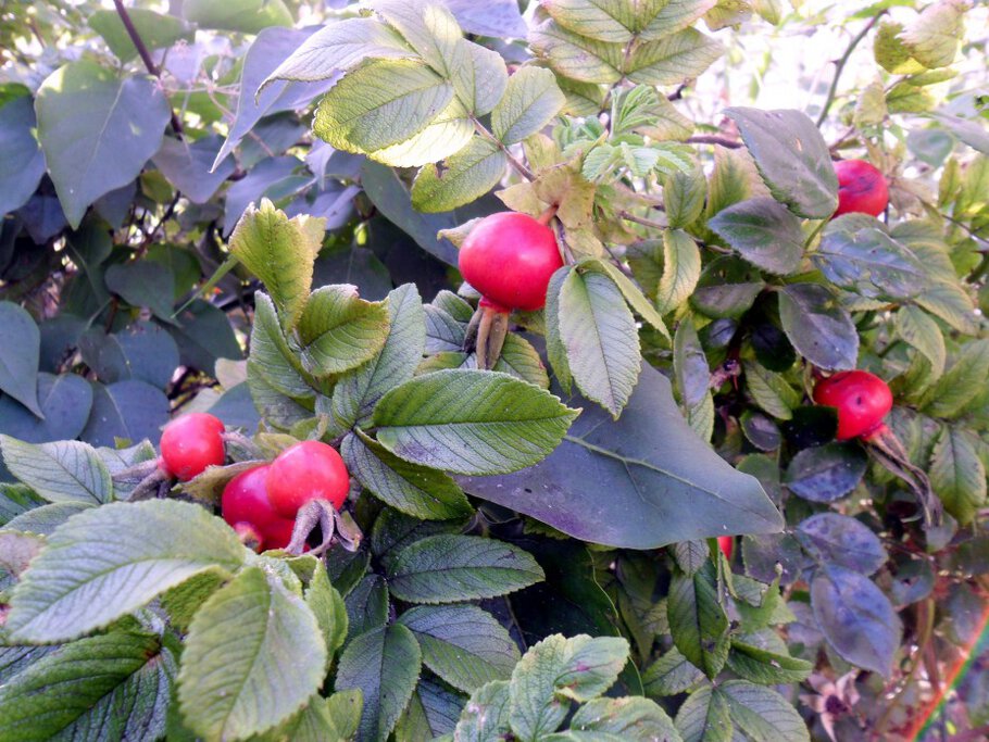 Фото Душистые чайные розы