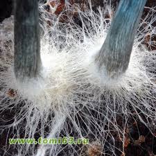 Картинки Тайна светящихся людей