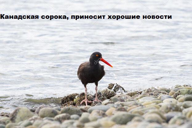 Фото Проклятая птица