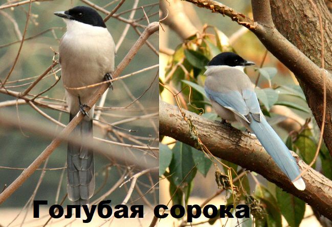 Картинки Проклятая птица