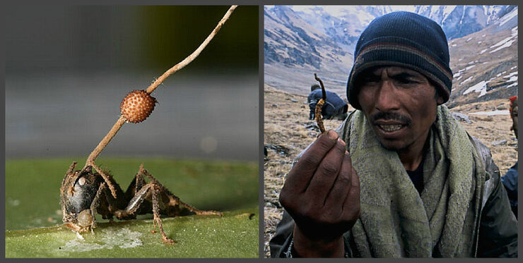 Фото про Тайна светящихся людей