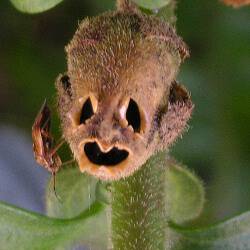 Картинки Тайна светящихся людей