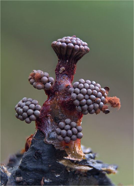 Фото про Тайна светящихся людей