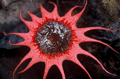 Картинки Тайна светящихся людей