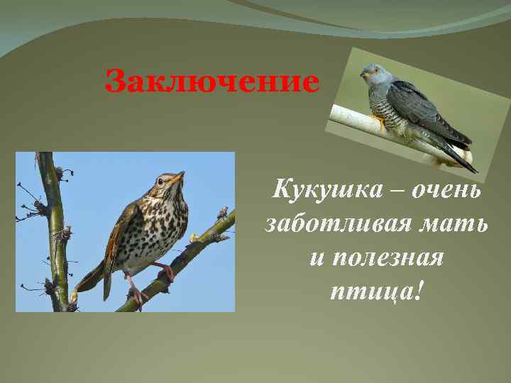 Фото про Проклятая птица