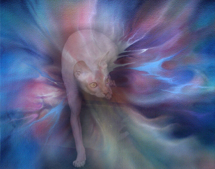 Картинки Кошки. Кто они?