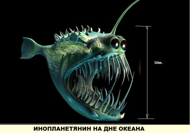 Фото Иная цивилизация: дельфины - наши братья по разуму?