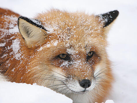 Картинки Дух войны