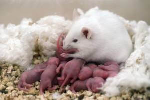 Картинки Кто извратил эволюцию человека и направил её по ложному пути