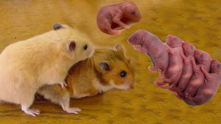 Фото про Кто извратил эволюцию человека и направил её по ложному пути