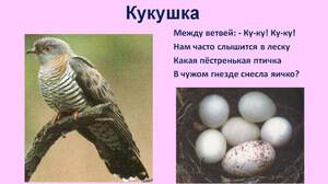 Картинки про Проклятая птица