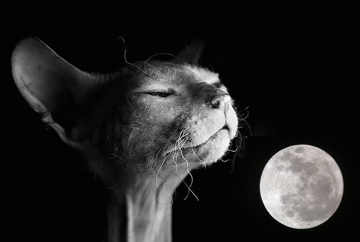 Фото про Кошки. Кто они?