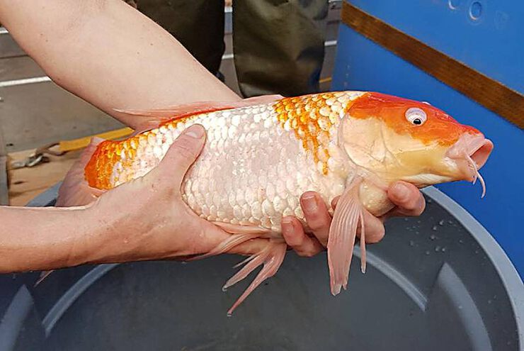 Картинки Законодательство от Бога