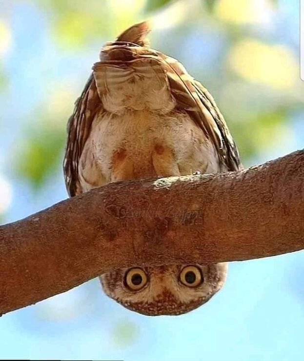 Фото Магические свойства птичьих перьев