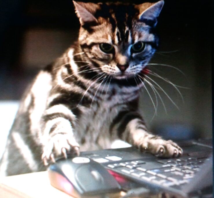 Фото Кот ученый