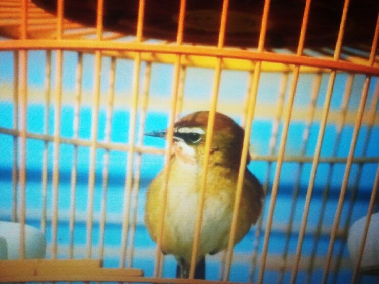 Фото Осёл и Соловей